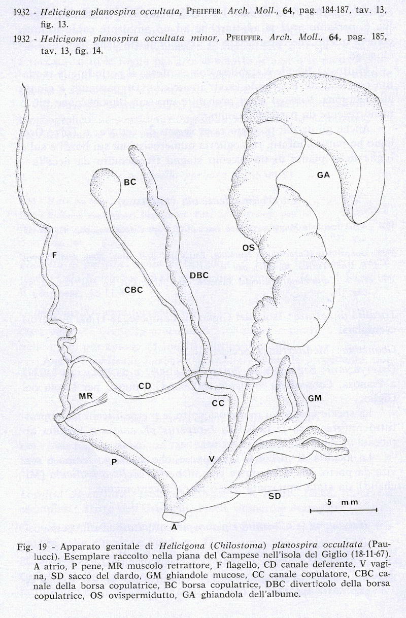 Chilostoma(Campylaea)planospira occultatum (Paulucci, 1886)